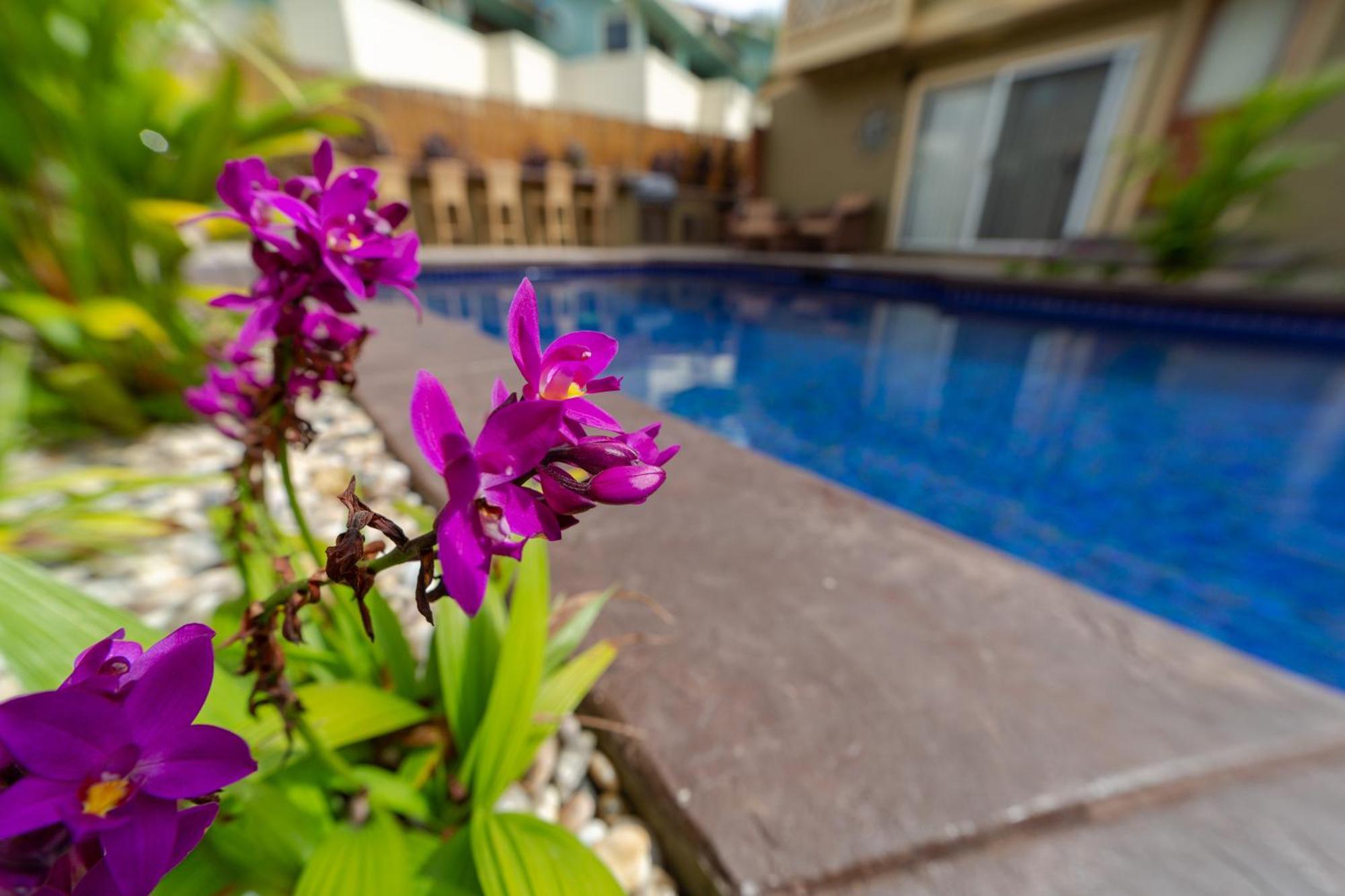 Lotus Suite, 1 Bedroom, Sleeps 4, Pool & Bbq, Pre-Renovation Summer Sale Kihei Exterior foto